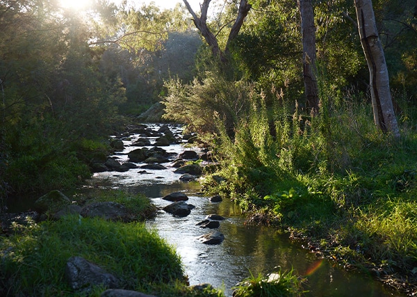 Local nature and creek